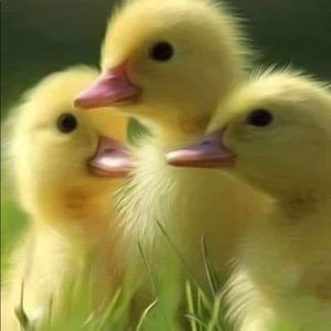 Meet your Posher, Janet